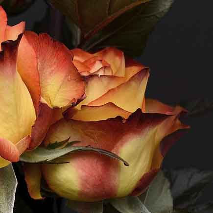 آهنگ با صدای بچه دلم خوشه برا تو
